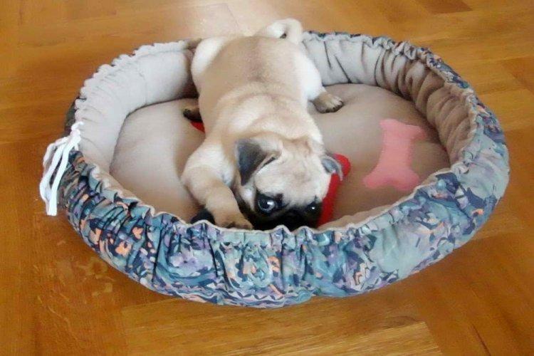 Lit pour chien à faire soi-même - photos et idées