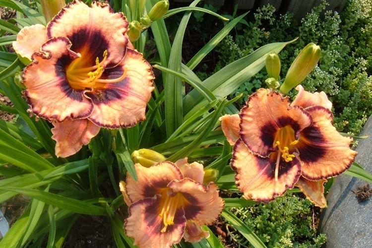 Informations générales - Hémérocalle