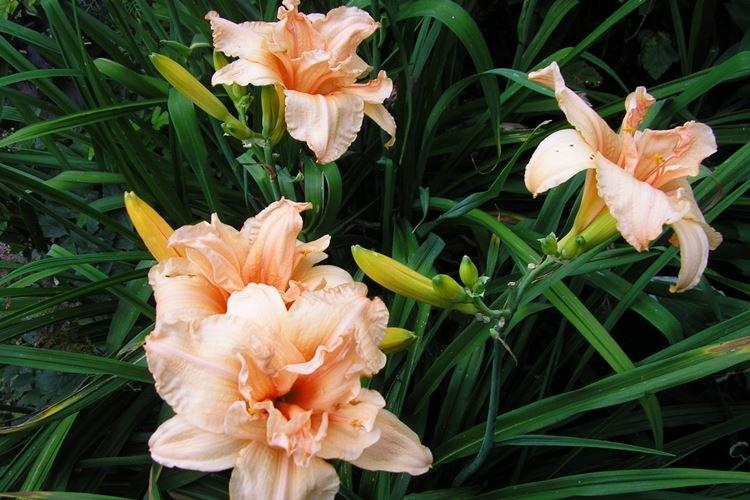 Hémérocalle Double