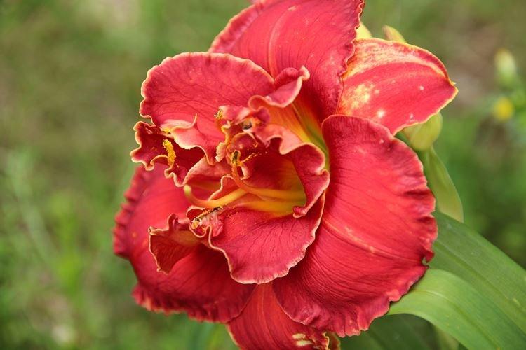 Variétés parfumées - Espèces d'hémérocalles