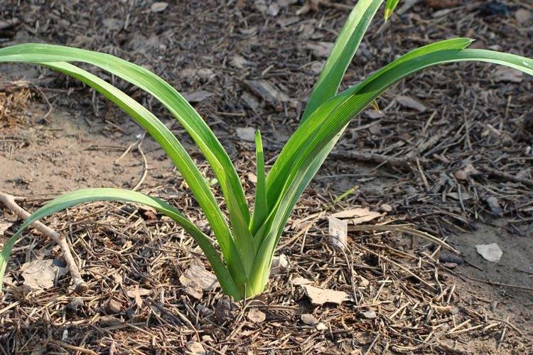 Température et éclairage - Daylily Care