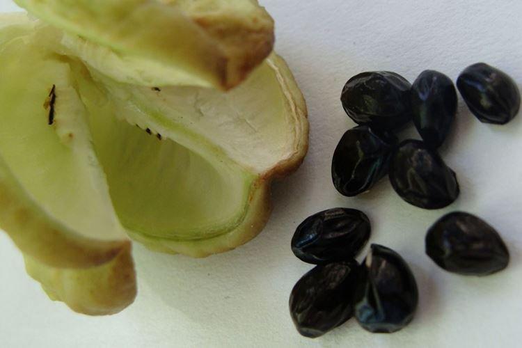 Transplantation et reproduction - Soin des hémérocalles