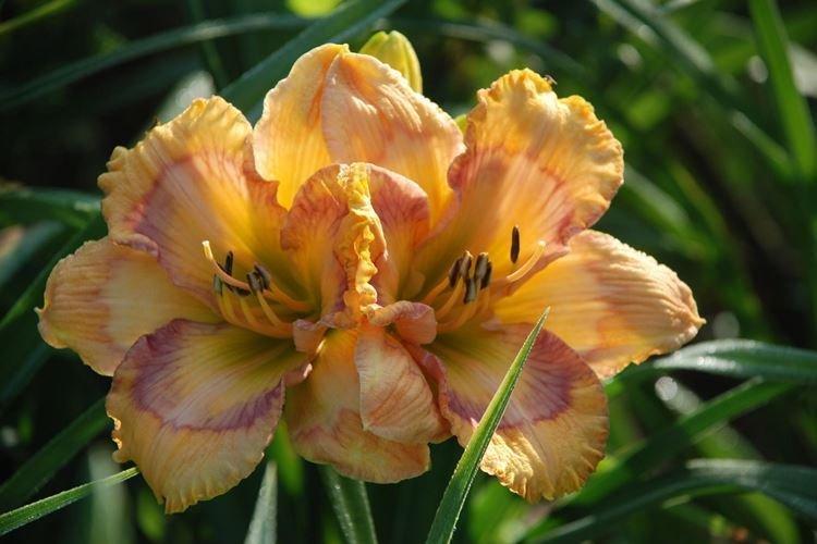 Hémérocalle - photo