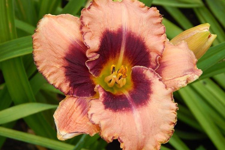 Hémérocalle - photo