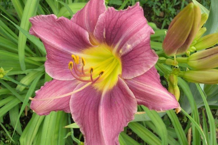 Hémérocalle - photo