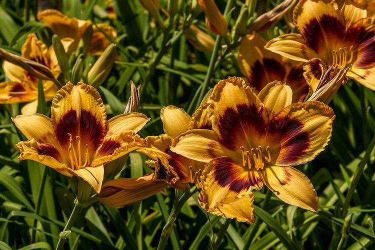 Hémérocalle - photo