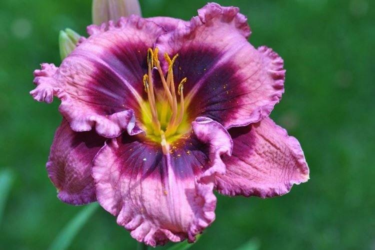 Hémérocalle - photo