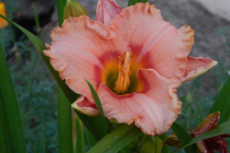 Hémérocalle - photo