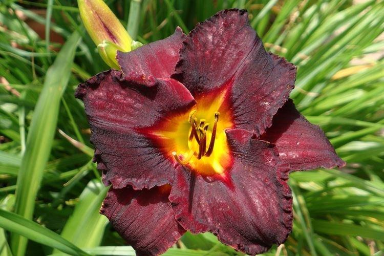 Hémérocalle - photo