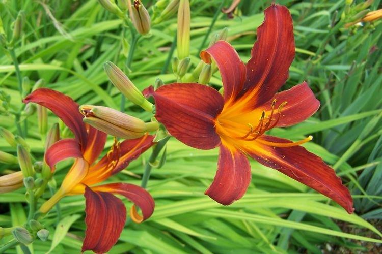 Hémérocalle - photo