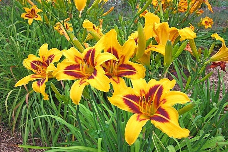 Hémérocalle - photo