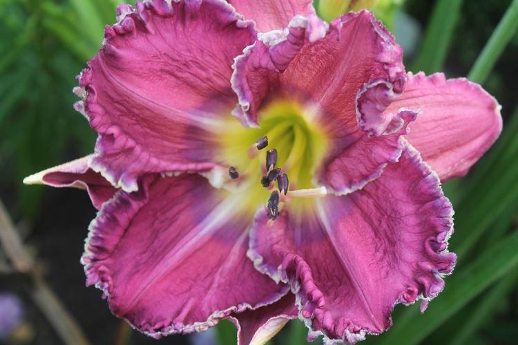 Hémérocalle - photo