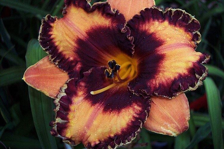 Hémérocalle - photo