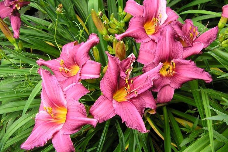 Hémérocalle - photo