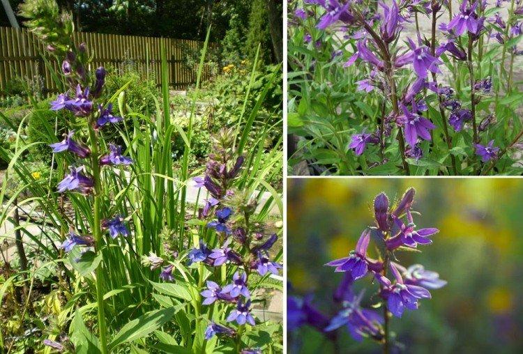 Lobelia Gherardi - Types de Lobelia
