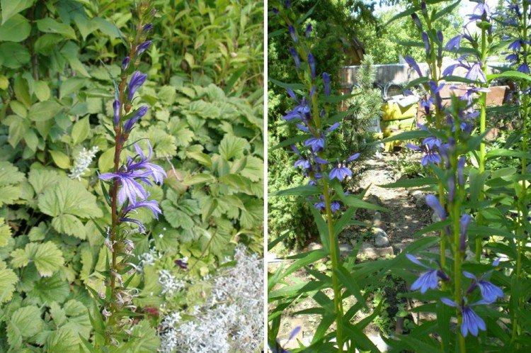 Lobélie sessile - Types de lobélie