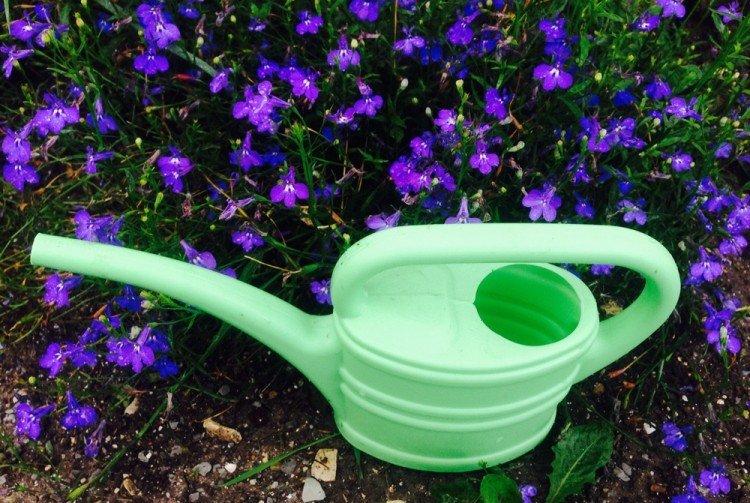 Arrosage - Lobelia Care