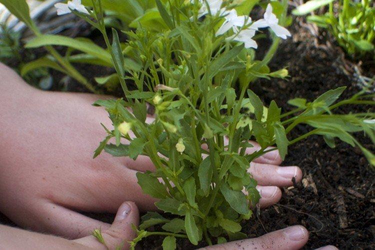 Engrais et alimentation - Soins Lobelia