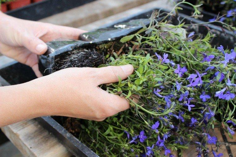 Transplantation et reproduction - Lobelia Care