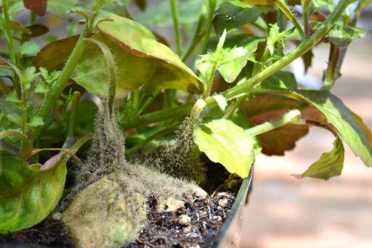 Lutte contre les parasites et les maladies - Lobelia