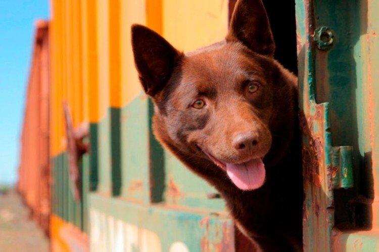 Ginger Dog - Meilleurs films de voyage