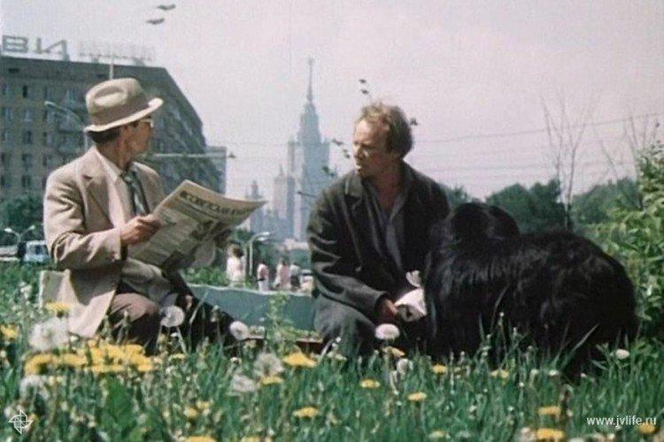 Ami - les meilleurs films sur les chiens