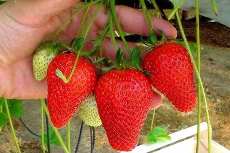 Maestro - Les meilleures fraises remontantes