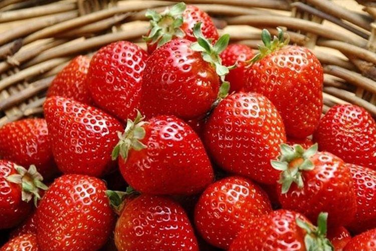 Portola - Les meilleures fraises remont