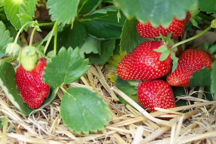 Tentation - Meilleures Fraises Remont