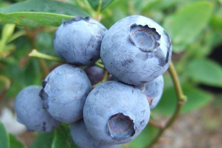 Bluegold - Les meilleures variétés de myrtilles pour la région de Moscou