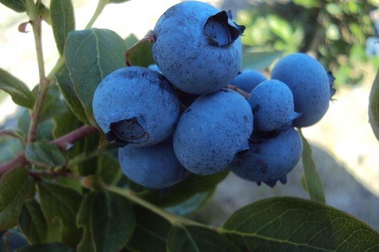 Jersey - Les meilleures variétés de myrtilles pour la région de Moscou