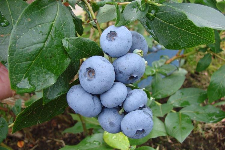 Bonus - Les meilleures variétés de myrtilles de la région de Moscou