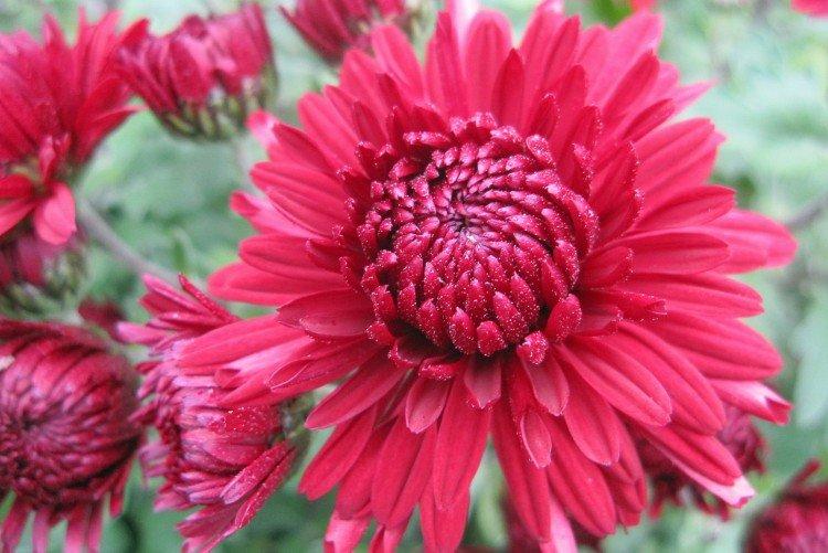 Ruby - Variétés précoces de chrysanthèmes