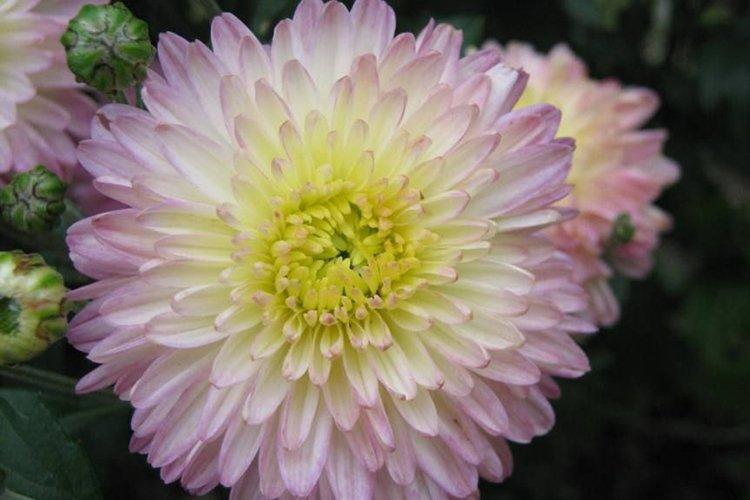 Varvara - Variétés moyennes de chrysanthèmes