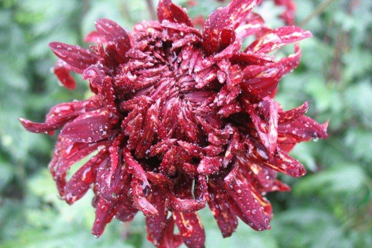 William Turner - Chrysanthèmes moyens