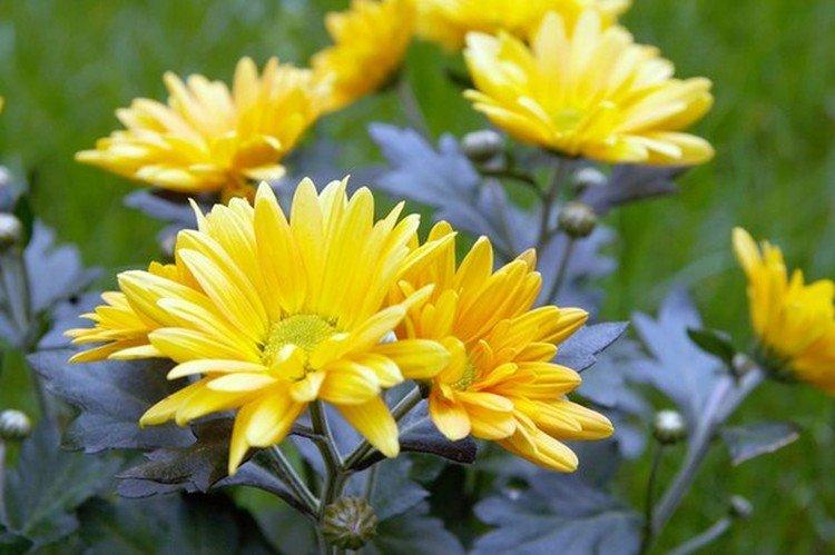 Shisu - Variétés tardives de chrysanthèmes