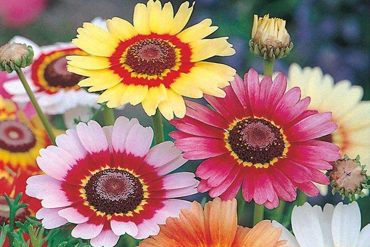 Rainbow - Les meilleurs chrysanthèmes annuels