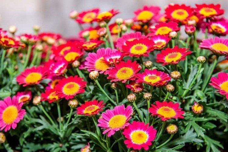 Atococenium - Les meilleures variétés annuelles de chrysanthèmes