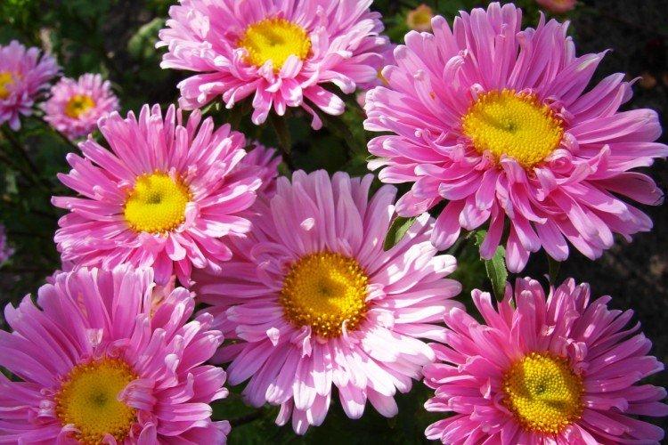 Alyonushka - Les meilleures variétés vivaces de chrysanthèmes