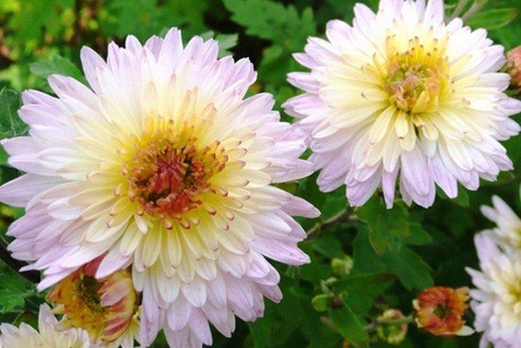 Alexandrite - Variétés populaires de chrysanthèmes à petites et moyennes fleurs