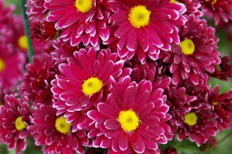 Orénoque - Variétés populaires de chrysanthèmes à petites et moyennes fleurs