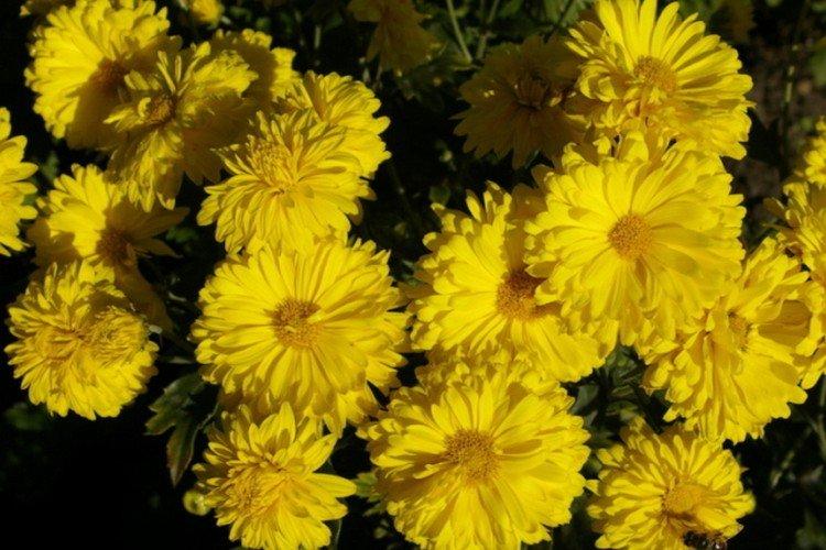 Ambre - Les meilleures variétés de chrysanthèmes pour la région de Moscou