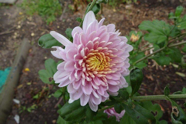Flamants roses - Les meilleures variétés de chrysanthèmes pour l'Oural et la Sibérie