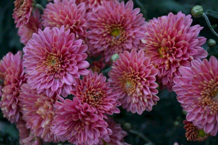 Minx - Les meilleures variétés de chrysanthèmes pour l'Oural et la Sibérie