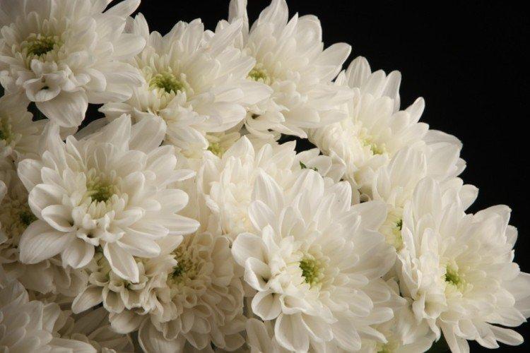 Baltika - Les meilleures variétés de chrysanthèmes pour la région de Léningrad