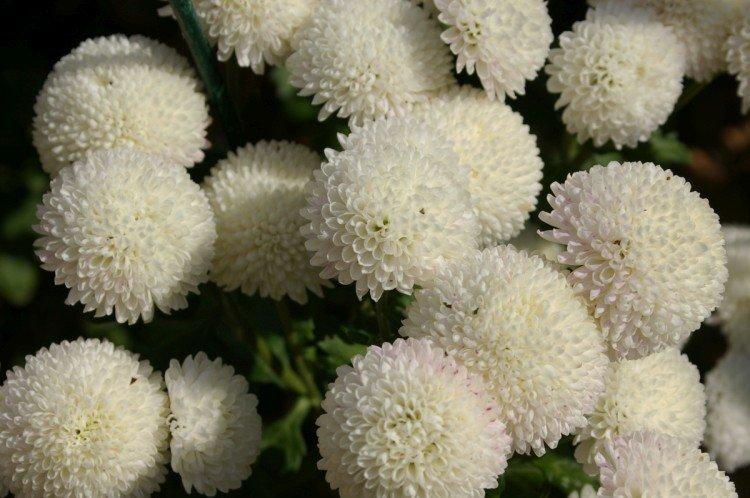 Boule à neige - Les meilleures variétés de chrysanthèmes pour la région de Léningrad