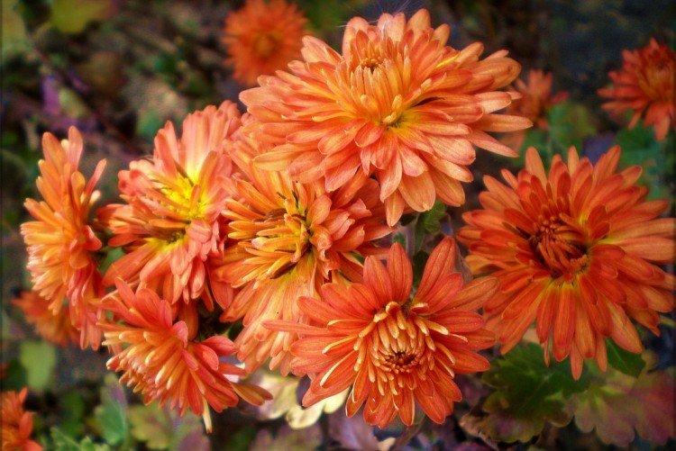 Dubok - Les meilleures variétés de chrysanthèmes pour la région de Léningrad