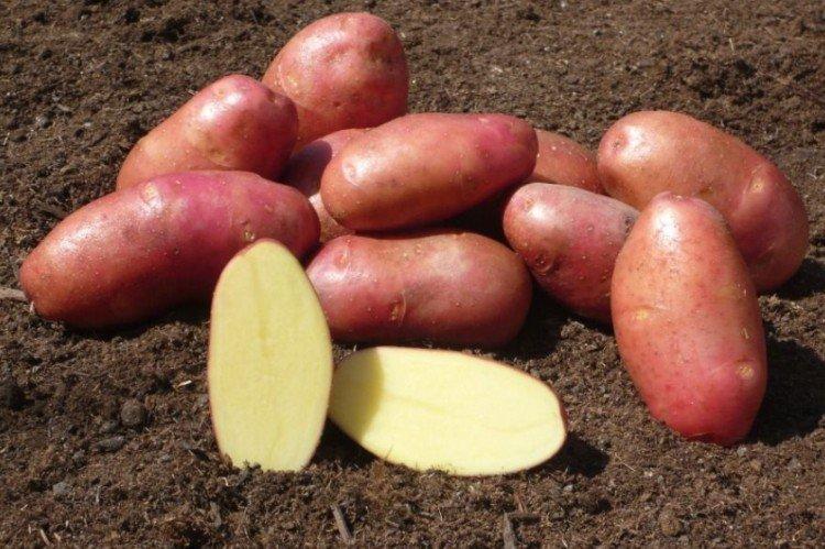 Red Scarlett - Pommes de terre de mi-saison