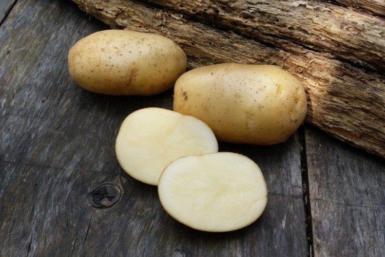 Nevsky - Variétés tardives de pommes de terre