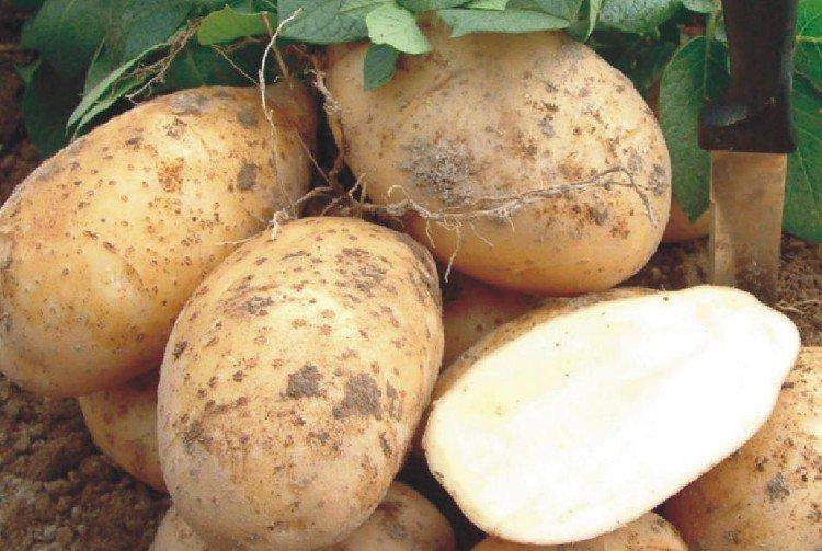 Bulletin - Les meilleures variétés de pommes de terre pour la région de Moscou